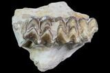 Oreodont Jaw Section With Teeth - South Dakota #81939-1